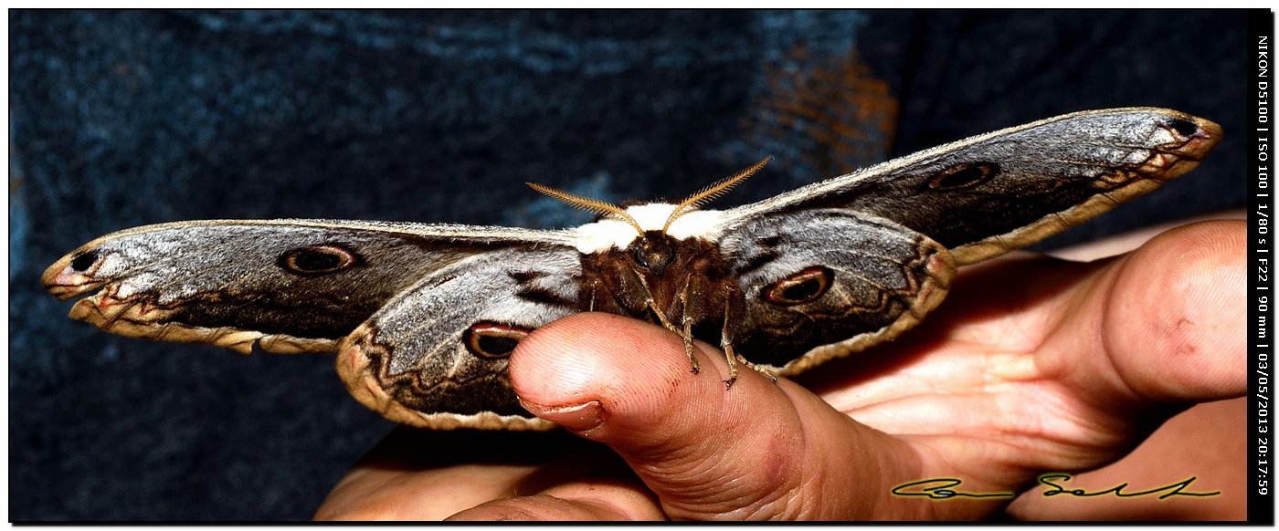 Saturnia pyri